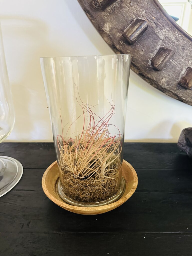 Glass Air Plant Terrarium on Wood Base (3Pcs)