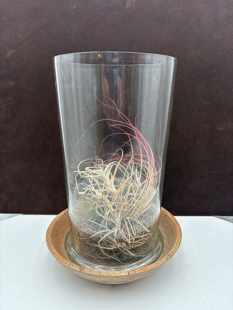 Glass Air Plant Terrarium on Wood Base (3Pcs)