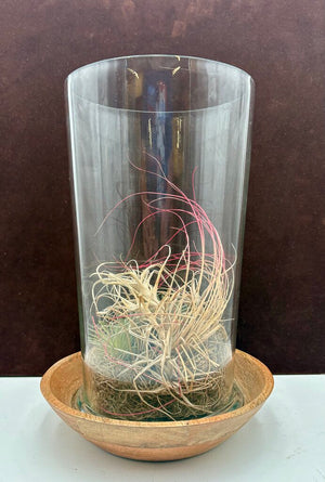 Glass Air Plant Terrarium on Wood Base (3Pcs)