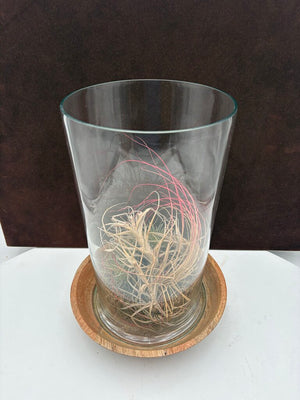 Glass Air Plant Terrarium on Wood Base (3Pcs)