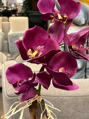 Purple Moth Orchid In Hand Painted Compote