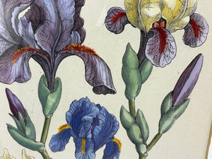 Johann de Brys Botanical Print "Iris" Colored Reproduction Litho
