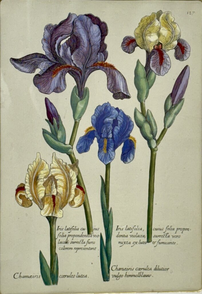 Johann de Brys Botanical Print "Iris" Colored Reproduction Litho