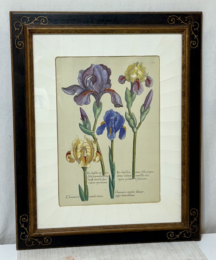 Johann de Brys Botanical Print "Iris" Colored Reproduction Litho