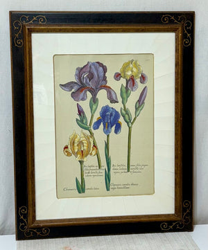 Johann de Brys Botanical Print "Iris" Colored Reproduction Litho