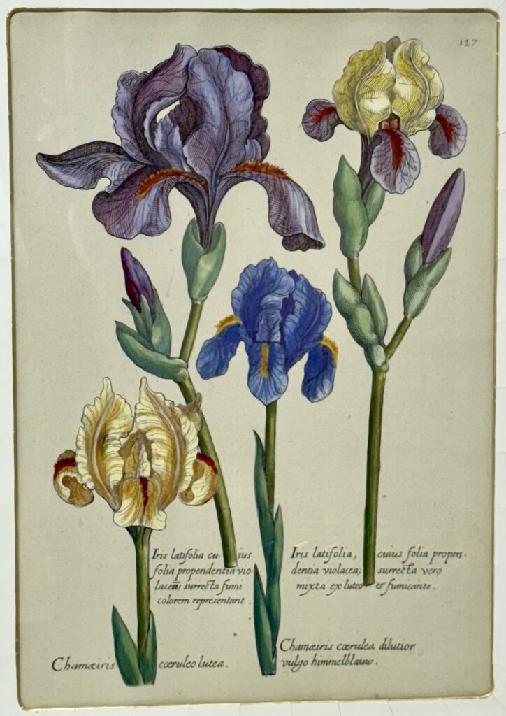 Johann de Brys Botanical Print "Iris" Colored Reproduction Litho