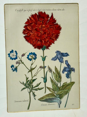 Johann de Brys Botanical Print "3 Flowers- Caryphyll, Geranium, Clematis" Colored Reproduction Litho