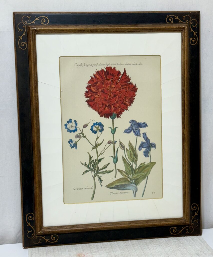 Johann de Brys Botanical Print "3 Flowers- Caryphyll, Geranium, Clematis" Colored Reproduction Litho