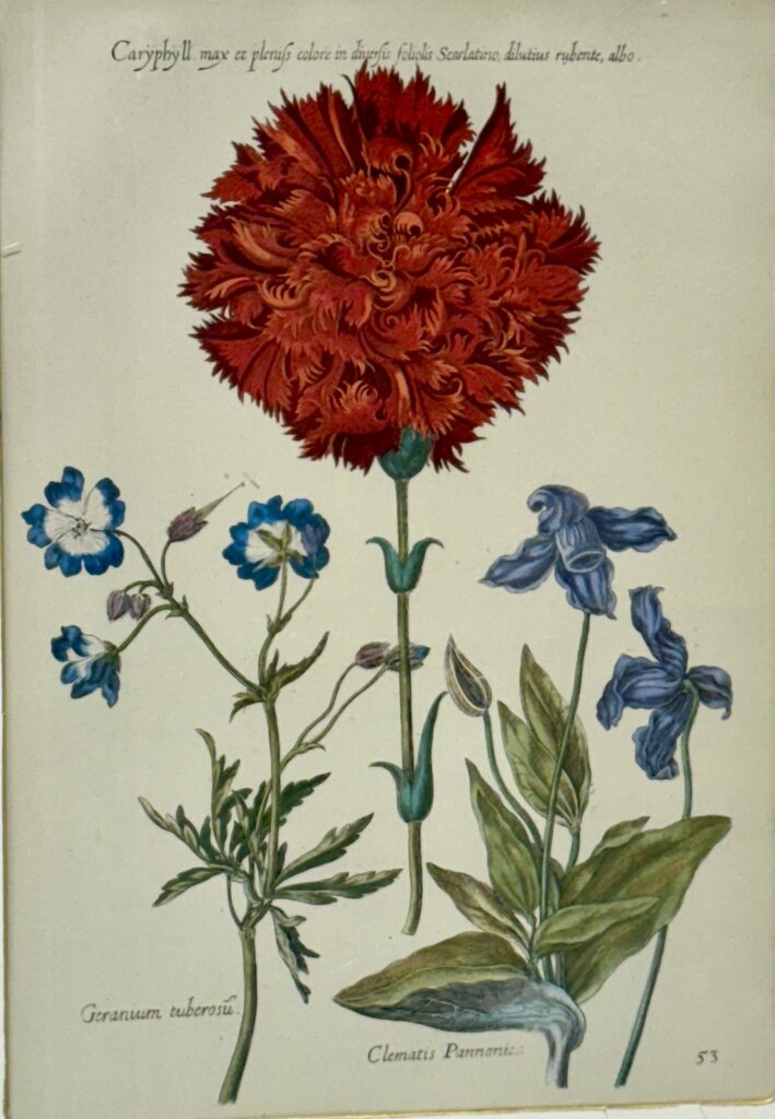 Johann de Brys Botanical Print "3 Flowers- Caryphyll, Geranium, Clematis" Colored Reproduction Litho