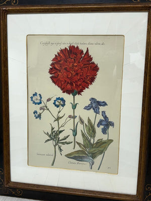 Johann de Brys Botanical Print "3 Flowers- Caryphyll, Geranium, Clematis" Colored Reproduction Litho