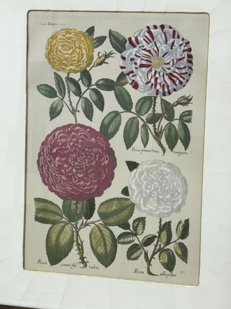 Johann de Brys Botanical Print "4 Roses" Colored Reproduction Litho