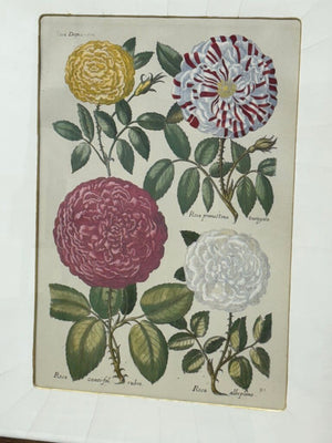 Johann de Brys Botanical Print "4 Roses" Colored Reproduction Litho