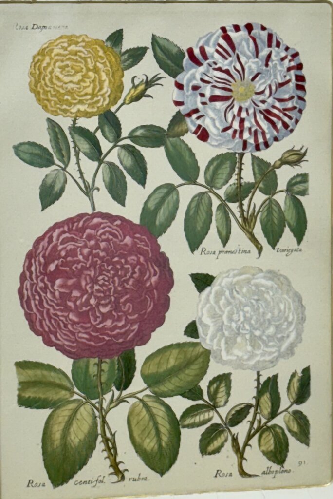 Johann de Brys Botanical Print "4 Roses" Colored Reproduction Litho