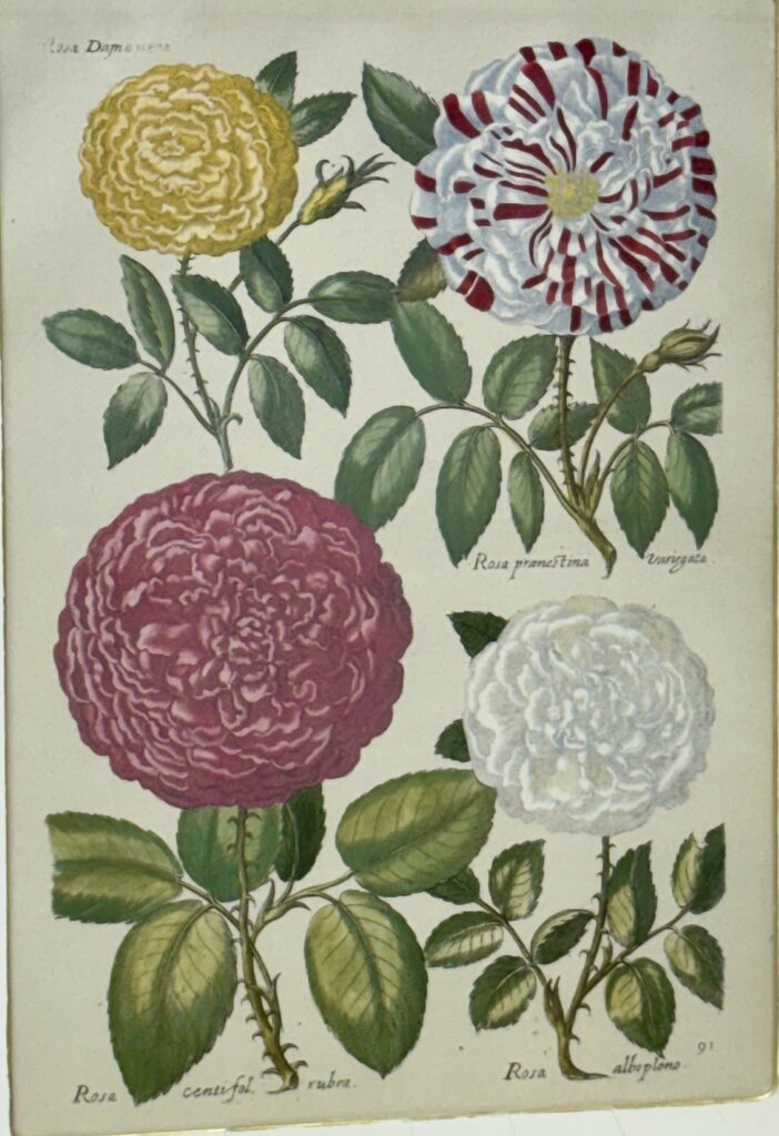 Johann de Brys Botanical Print "4 Roses" Colored Reproduction Litho