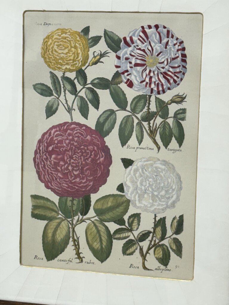 Johann de Brys Botanical Print "4 Roses" Colored Reproduction Litho