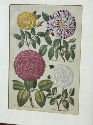 Johann de Brys Botanical Print "4 Roses" Colored Reproduction Litho