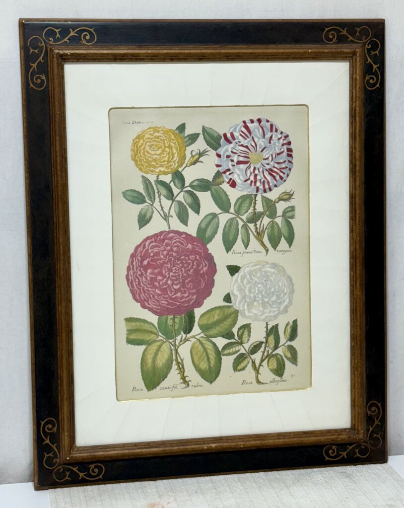 Johann de Brys Botanical Print "4 Roses" Colored Reproduction Litho