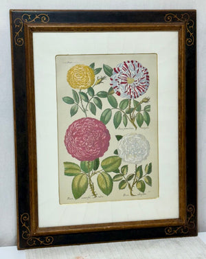 Johann de Brys Botanical Print "4 Roses" Colored Reproduction Litho