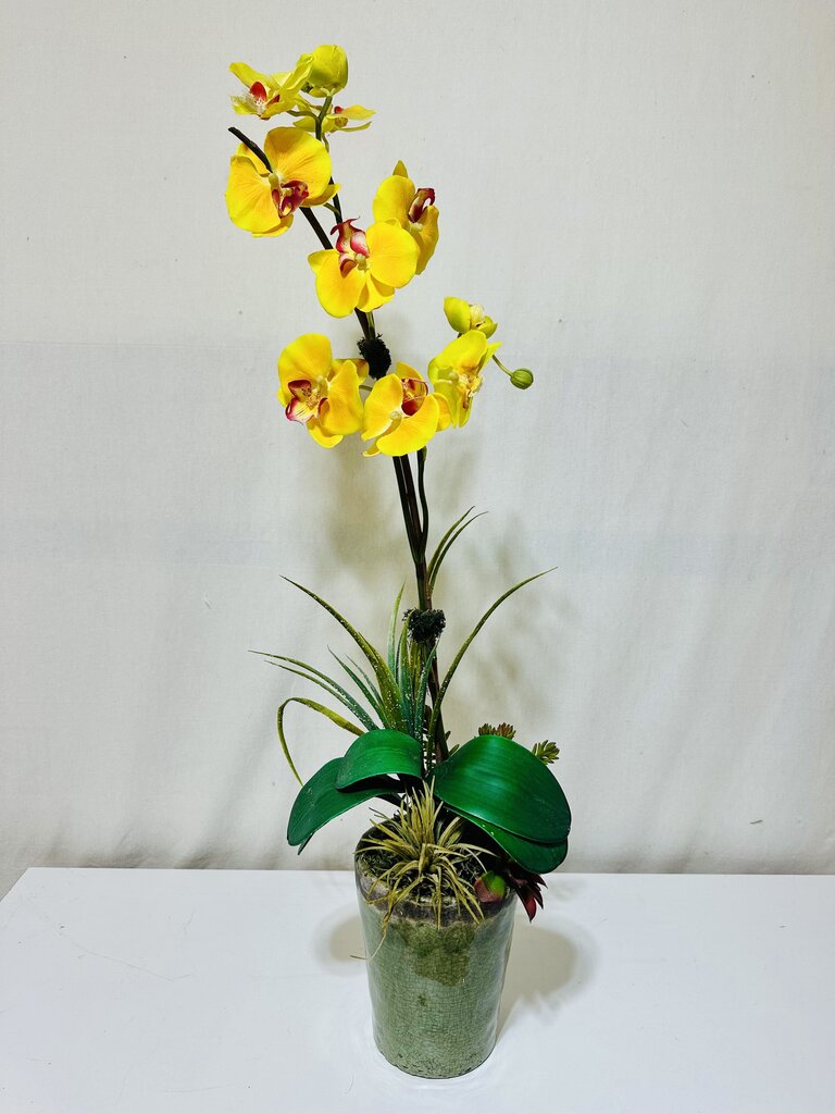 Silk Orchid In Pot