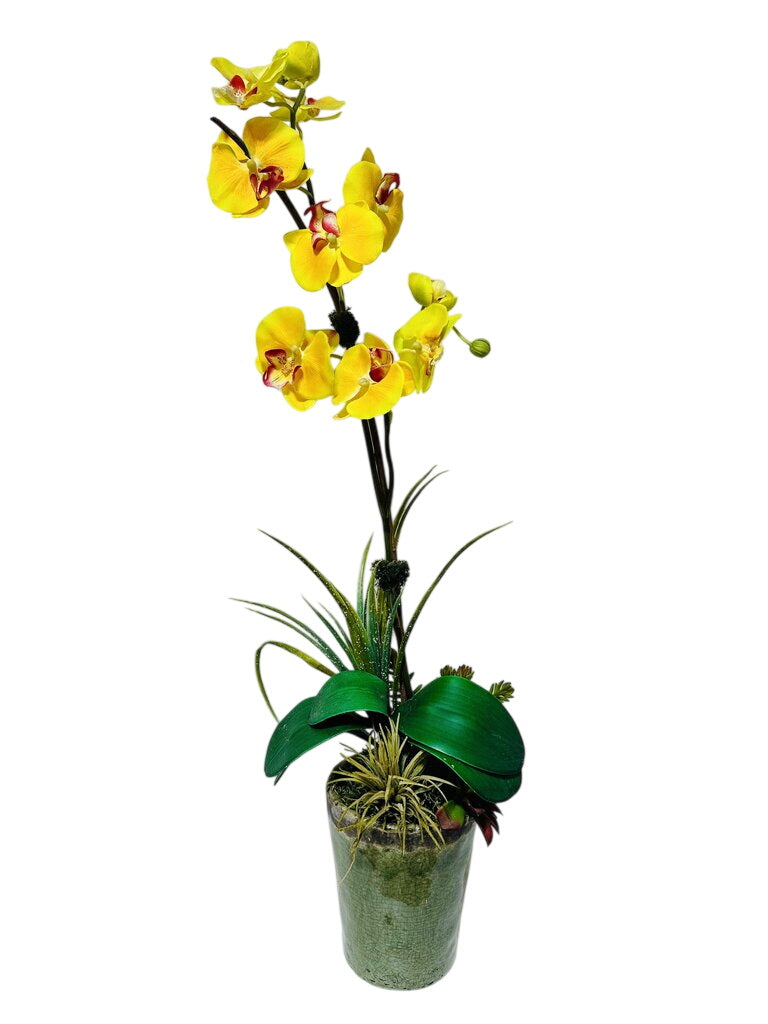 Silk Orchid In Pot