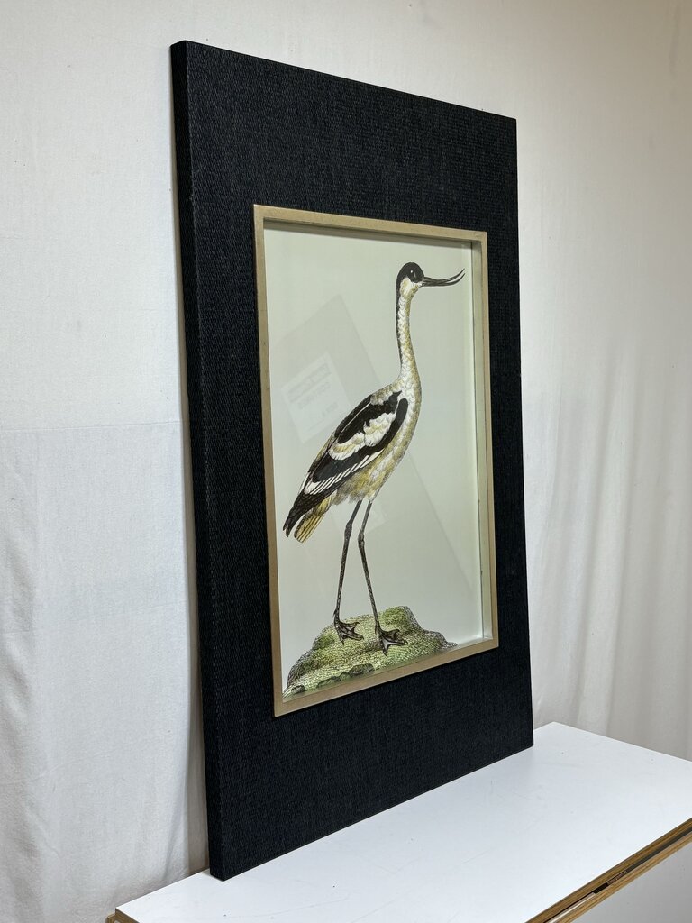 Uttermost Edward Donovan "Pied Avocet" Shore Bird Series Print