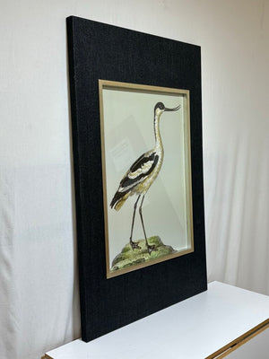 Uttermost Edward Donovan "Pied Avocet" Shore Bird Series Print