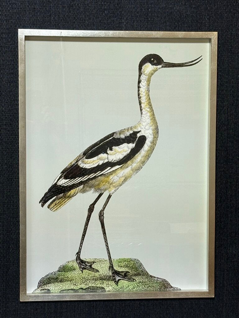 Uttermost Edward Donovan "Pied Avocet" Shore Bird Series Print