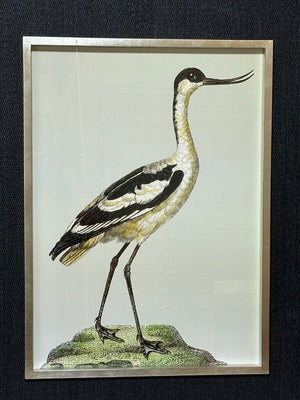 Uttermost Edward Donovan "Pied Avocet" Shore Bird Series Print