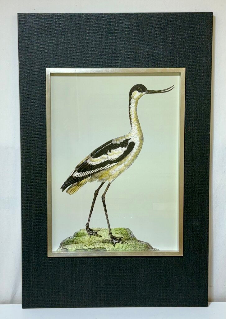 Uttermost Edward Donovan "Pied Avocet" Shore Bird Series Print