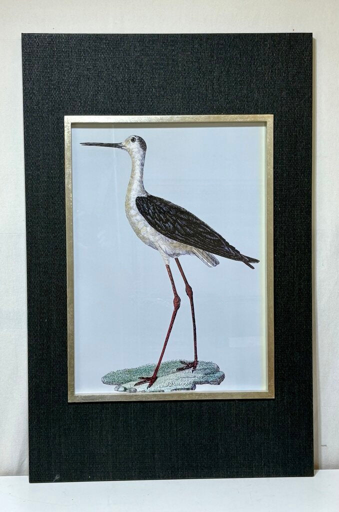 Uttermost Edward Donovan "Black Winged Stilt" Shore Bird Series Print