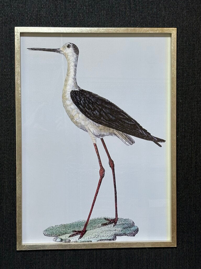 Uttermost Edward Donovan "Black Winged Stilt" Shore Bird Series Print