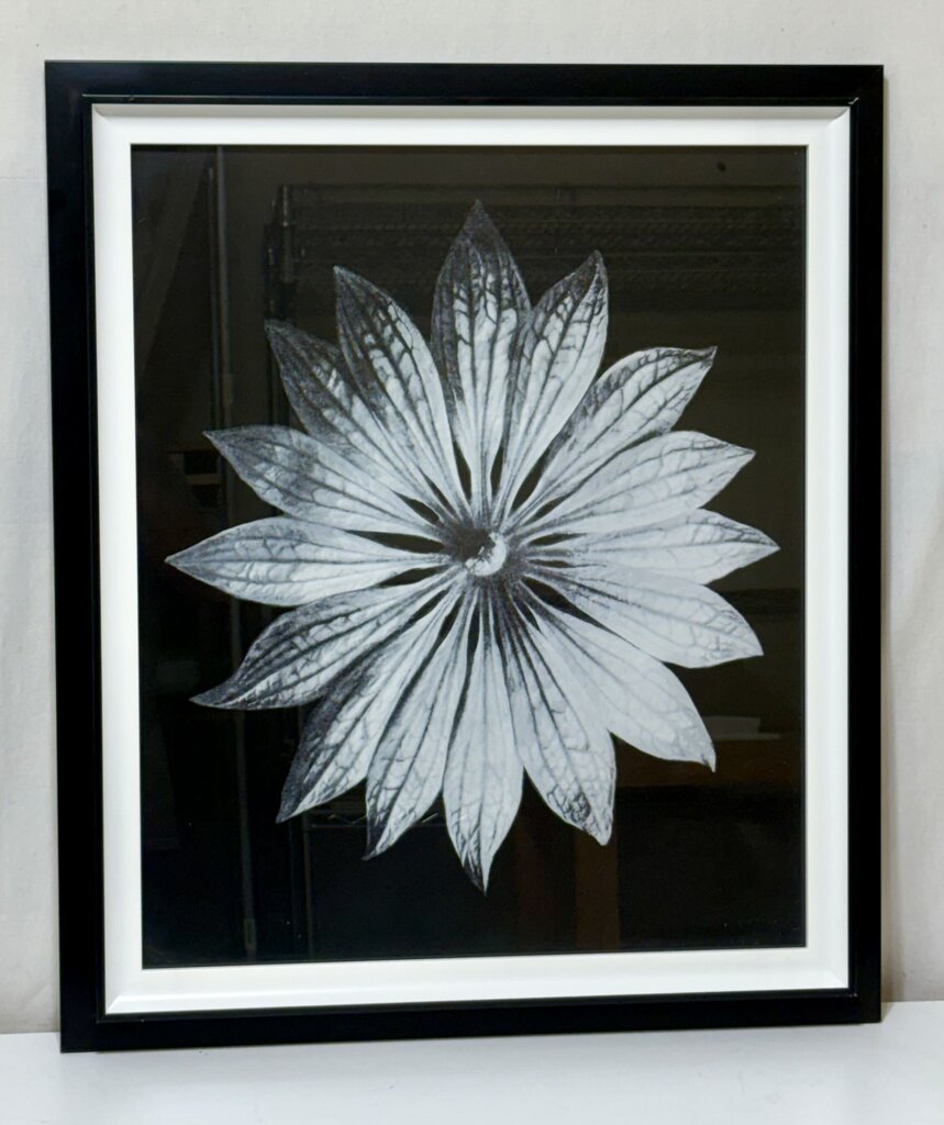 Uttermost Karl Bossfeldt "Bossfelt Flower II" Botanical Series Glicee Print by Vison Studio