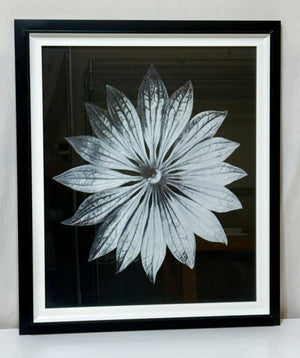 Uttermost Karl Bossfeldt "Bossfelt Flower II" Botanical Series Glicee Print by Vison Studio