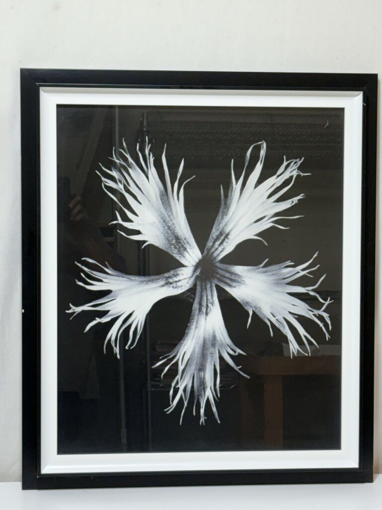 Uttermost Karl Bossfeldt "No.17 Dianthus Plumarius" Botanical Series Glicee Print by Vison Studio