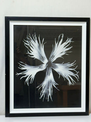 Uttermost Karl Bossfeldt "No.17 Dianthus Plumarius" Botanical Series Glicee Print by Vison Studio