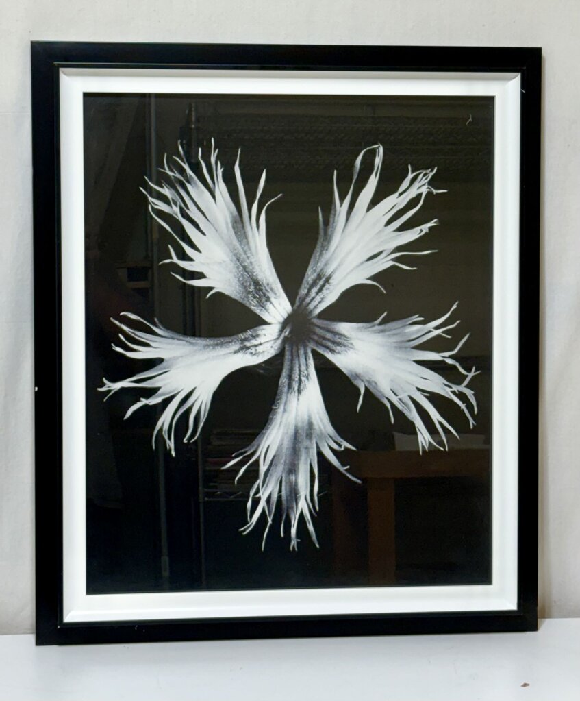 Uttermost Karl Bossfeldt "No.17 Dianthus Plumarius" Botanical Series Glicee Print by Vison Studio