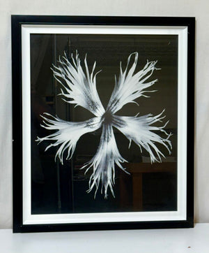 Uttermost Karl Bossfeldt "No.17 Dianthus Plumarius" Botanical Series Glicee Print by Vison Studio