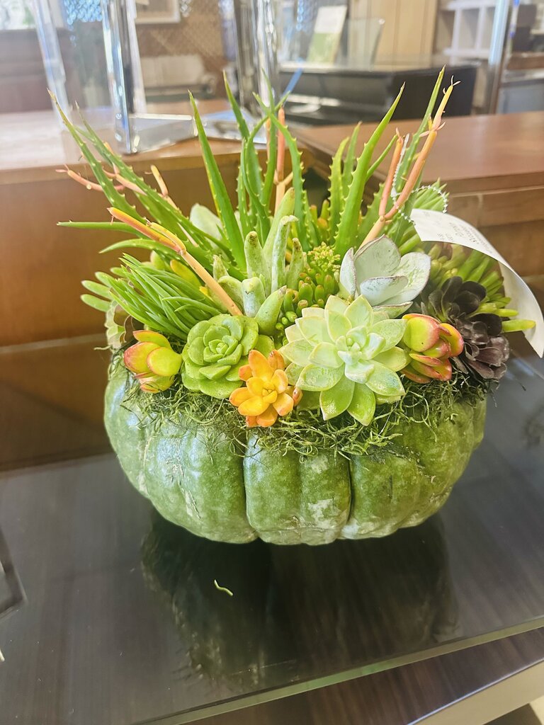 Pumpkin Succulent Arrangements