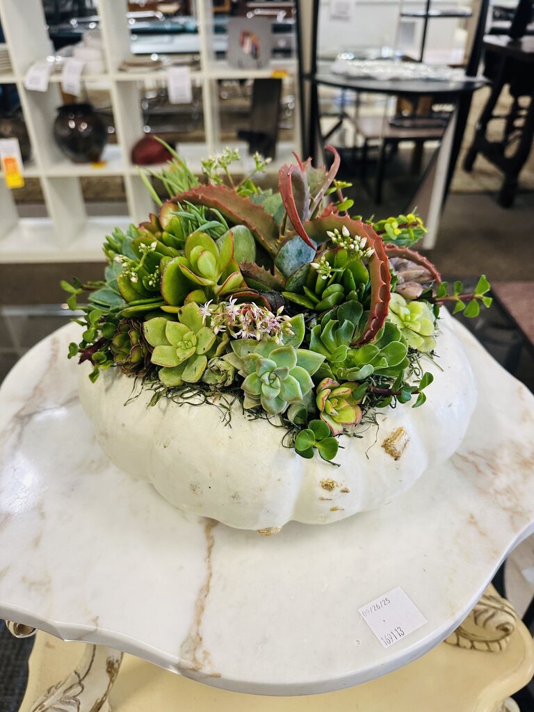 Pumpkin Succulent Arrangements
