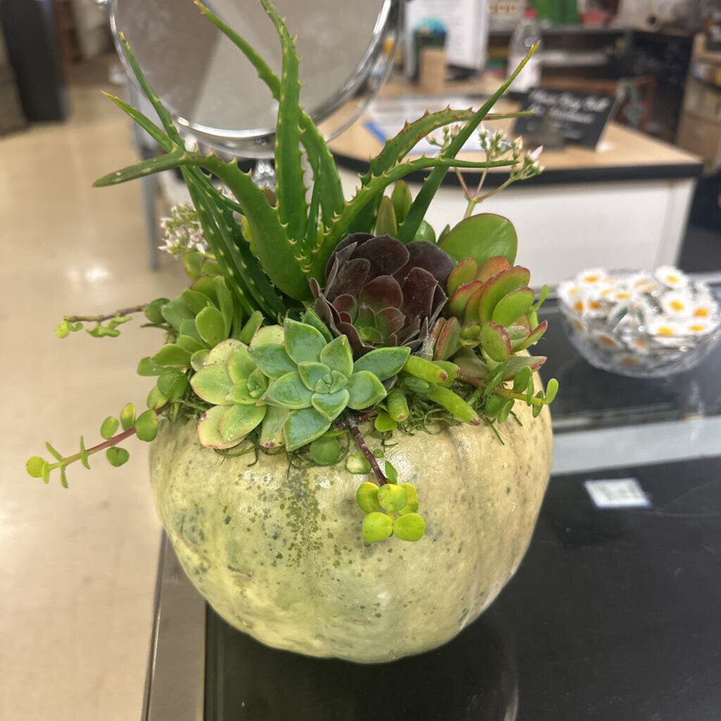 Small Pumpkin Succulent Arrangements