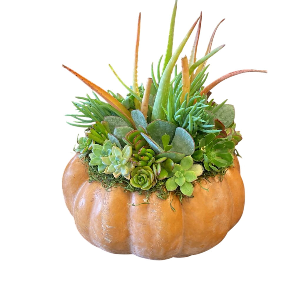 Autumn Pumpkin Succulent Arrangement Assorted Succulents