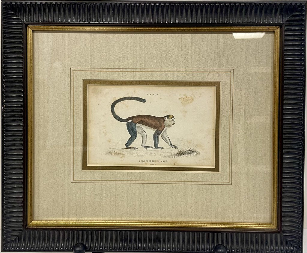 W. H. Lizars Natural History Monkey Prints Plate 10 Mona