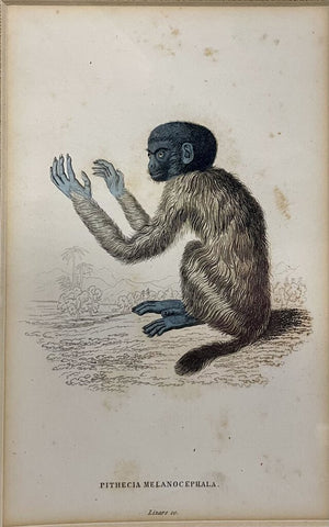 W. H. Lizars Natural History Monkey Prints Pithecia