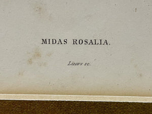 W. H. Lizars Natural History Monkey Prints Midas Rosalia