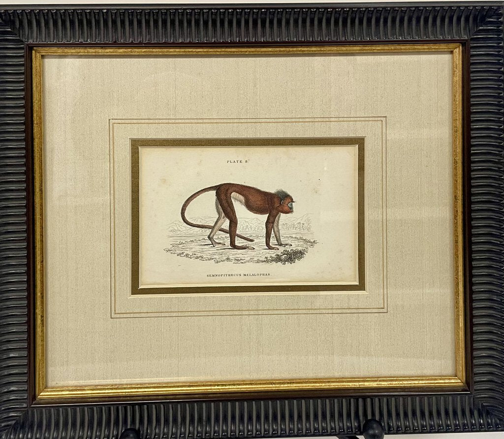 W. H. Lizars Natural History Monkey Prints Plate 8 Melalophas