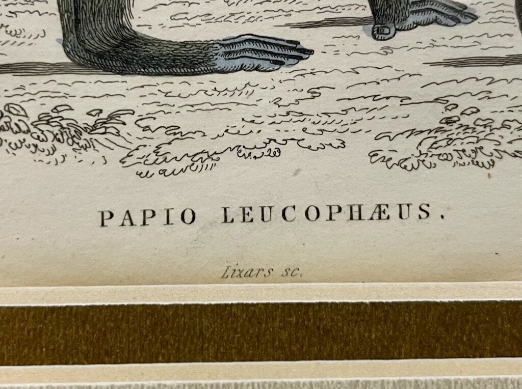 W. H. Lizars Natural History Monkey Prints Plate 18 Papio