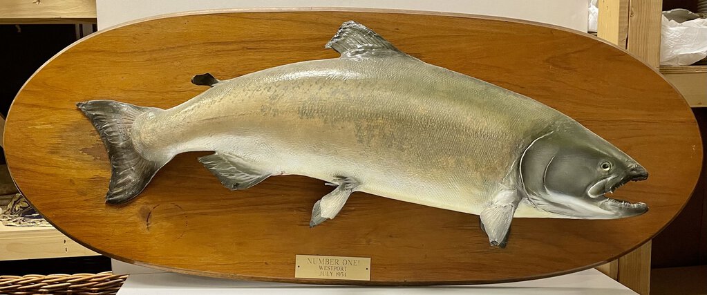 1954 Westport Biggest Fish Mounted Salmon